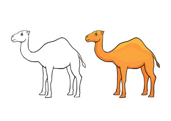 Coloring page with a cartoon cute camel. Line drawing and example painted colorful animal. Animal clipart with funny characters. Children education activity page and worksheet. 
