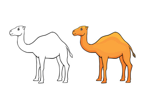 Coloring page with a cartoon cute camel. Line drawing and example painted colorful animal. Animal clipart with funny characters. Children education activity page and worksheet. 