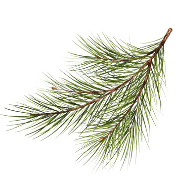 Pine branch watercolor isolated illustration. green natural forest christmas tree. needles branches greenery hand drawn. holiday decor with fir branch. holiday celebration decoration for 2024 new year