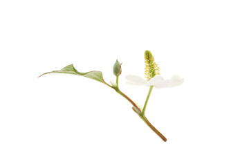 blooming houttuynia plant isolated on a white background