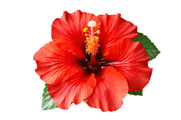 Vibrant Beauty Bright Red Hibiscus Flower on White Background. created with Generative AI