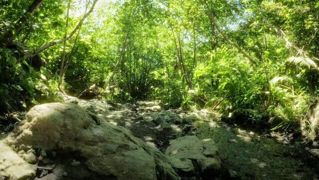 touristic traveler pathway in the green woods, trees and frondage
