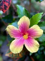Yellow and pink hibiscus blooming.