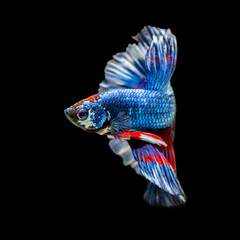 Betta siamese fighting fish, Thai and tropical aquatic animals. The skin with Red, white and blue betta fish. © iaodesign
