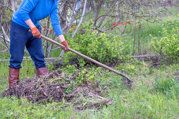 A woman cleans dry grass in the garden by raking it into a pile.Spring gardening and relaxation.