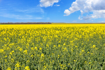 Obraz premium A beautiful field of blooming rapeseed in a bright yellow-green color against a blue, slightly cloudy sky.