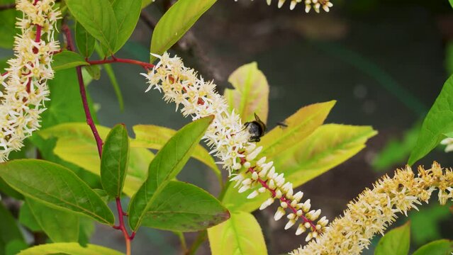 Pollinating bumblebee on a Itea virginica flower of Virginia sweetspire plant. Iteaceae family