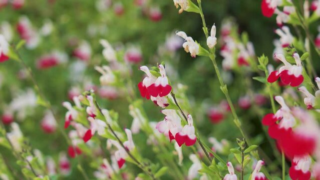 Red Hot Lips flowers. Salvia microphylla plant blooming in a spring garden