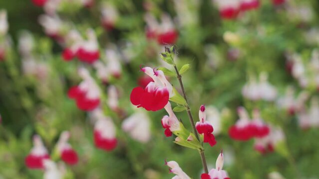 Salvia microphylla or Hot lips flowers in a field. Graham sage ornamental plant in bloom