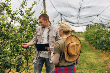 Man stands with a woman in the orchard and check fruit buds on a tree.