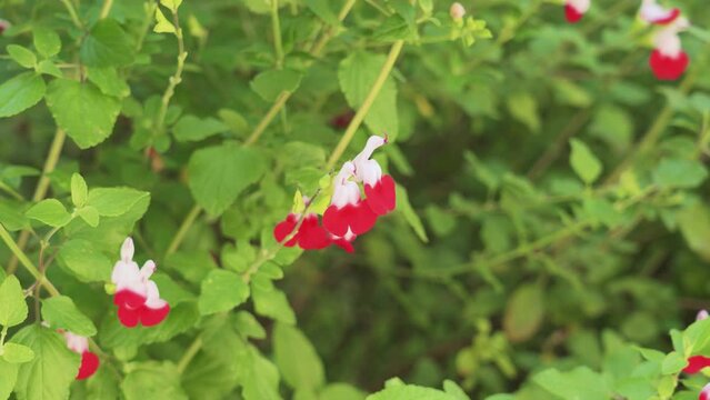 Red Hot Lips flowers. Salvia microphylla plant blooming in a spring garden