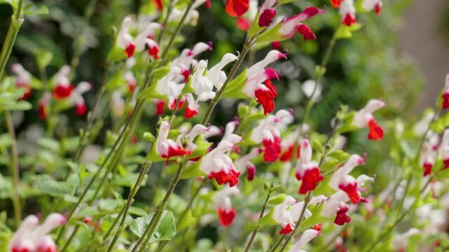 Red Hot Lips flowers. Salvia microphylla plant blooming in a spring garden