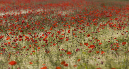 champ de coquelicots au printemps. Scène colorée à la campagne