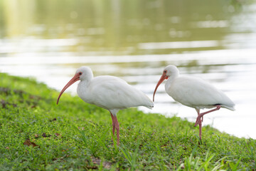 ibis bird fauna in nature. photo of ibis bird fauna outdoor. ibis bird fauna. ibis bird fauna