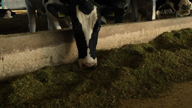 images of cows eating hay in the barn