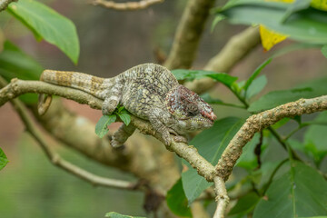 Beautiful colourful chameleon endangered species from Madagascar
