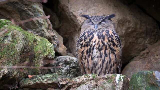 Oehoe (Bubo bubo) perched snoozing between rocks.