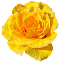 Orange Yellow Rose Flowers