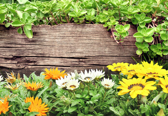 Old wood board and spring flowers Adonis vernalis. Horizontal background with wooden plank and flowers on flowerbed. Summer banner with False hellebore flower. Copy space for text