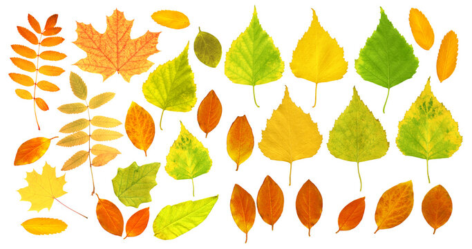 Set of autumn leaf of a birch, maple, cottonwood, dogrose, rowan and barberry. Collection of colorful autumn leaves. Isolated on white background
