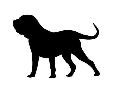 Standing silhouette of an American mastiff bandog. Silhouette of a black dog.