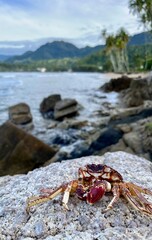 Dried carb sheell was found on the Samadua beach South Aceh, Indonesia