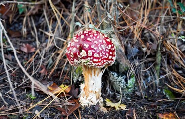 A Toadstool in the Forest