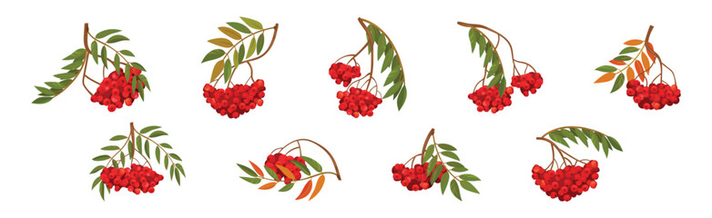 Red Rowan Berries Hanging on Branch with Pinnate Leaves Vector Set