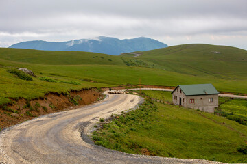 Giresun Province, Kulakkaya highland lush nature and houses and animals in the highland