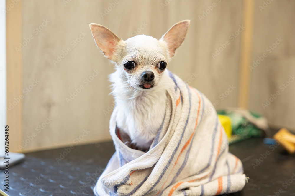 Wall mural cute hiote chihuahua in a towel after washing in the bathroom in a beauty grooming salon for dogs an