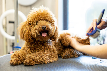 A hand combs a small red poodle on a grooming table. Pet care.