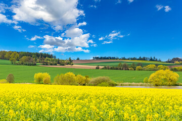 Obraz premium Rural area with rapeseed fields and forests under the blue sky.