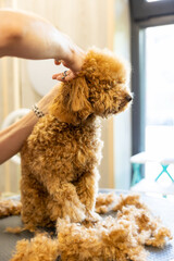 groomer cutting hairs of curly poodle dog by scissors in grooming salon.
