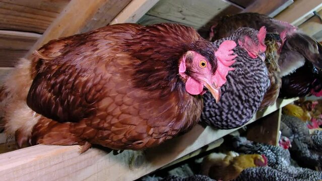 Close up of hen standing on wood supports while preparing to sleep in the chicken coop alongside other birds.