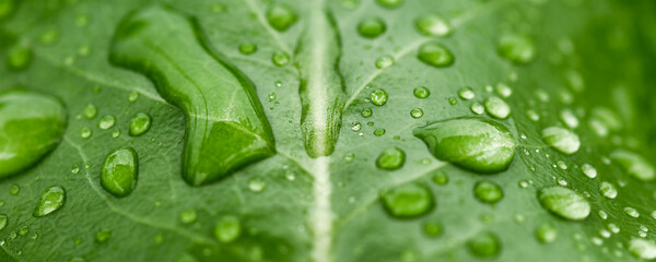 Beautiful drops of transparent rain water on a green leaf macro. Natural background.