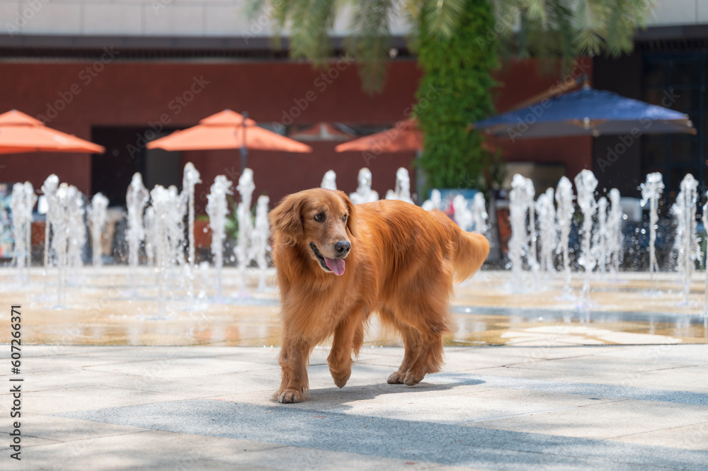 Poster Golden Retriever next to the fountain in the square