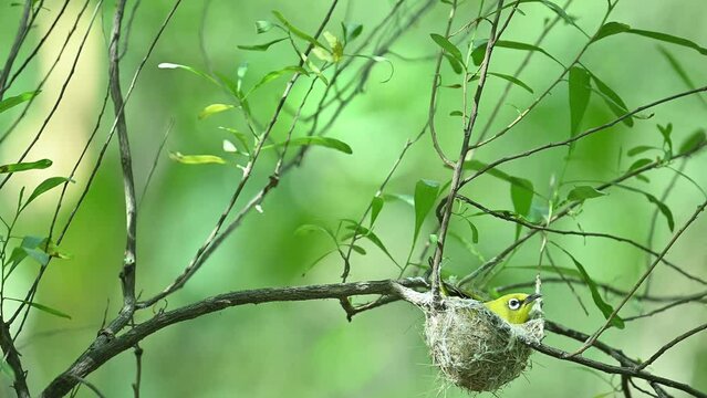 Indian white-eye (Zosterops palpebrosus) in nest