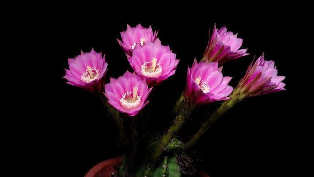 Time lapse footage of many pink cactus flowers growing blossom from buds to full blossom then withered isolated on black background, seven flowers blooming at the same time, 4k close up video.