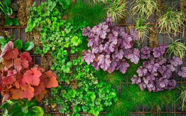 Artificial vertical green garden decoration on the wall. Vertical gardening.