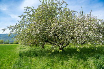 Fototapeta na wymiar Obstbaumblüte