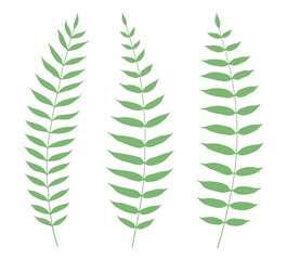 Set of hand-drawn fern leaves