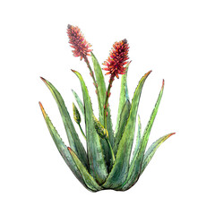 Watercolor botanical drawing of aloe vera plant with stems, leaves, flowers, blossoms on white background. Realistic detailed picture for illustration, stickers, cards, scrapbooking