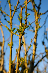 Blooming on maple branches in spring . High quality photo