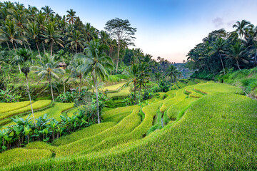 Beautiful rice terraces in Tegalalang in Bali, Indonesia - obrazy, fototapety, plakaty