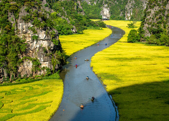 People travel on boats along the paddy field in Tam Coc, Vietnam. This is a very famous sightseeing, also called "Halong Bay on the Land"
