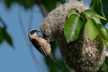 Bela senica (Remiz pendulinus)