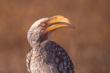 Southern Yellow-Billed Hornbill