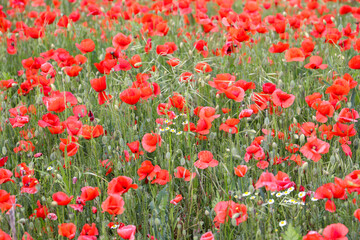 close up of a poppy field - soft colors