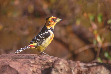 A Colourful Crested Barbet