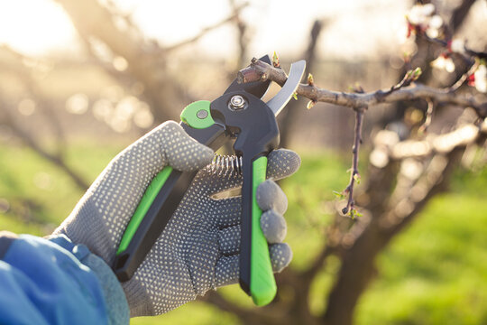 spring pruning of the garden with secateurs, care for trees and bushes
